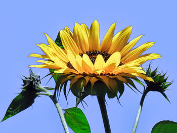 Low angle view of sunflower against clear sky