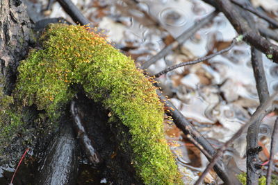 Close-up of moss covered tree
