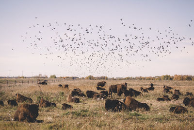 Flock of birds on land