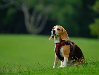 Dog looking away on field