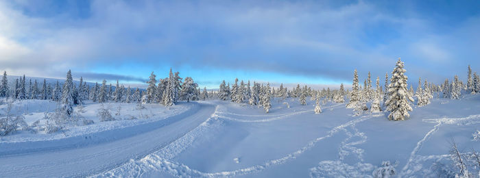 Snow covered plants against sky