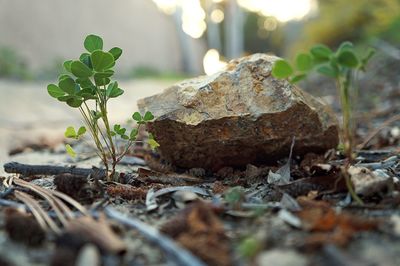 Close-up of plant in the forest