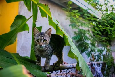 Portrait of a cat