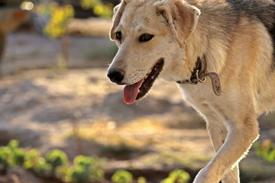 Close-up of dog