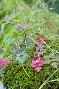 Close-up of pink flowers blooming outdoors