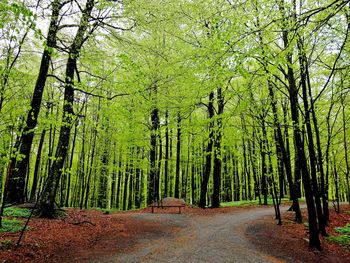 View of bamboo trees in forest