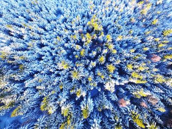 Full frame shot of blue flowers