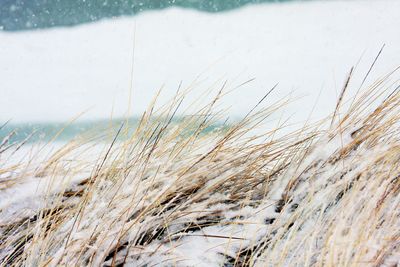 Close-up of grass on snow covered land
