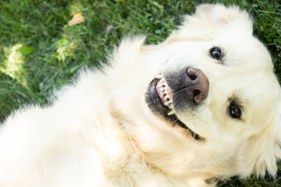 Happy golden retriever lying on his back on the lawn and smiling.
