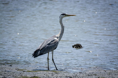 High angle view of gray heron on shore