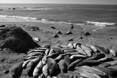 Scenic view of sea shore against sky