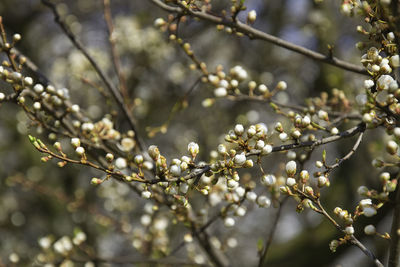 Close-up of apple blossoms in spring