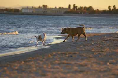 Two dogs on beach