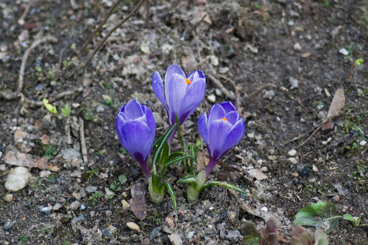 Spring in park