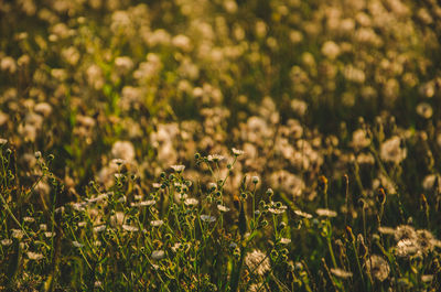 Close-up of flowering plants on field