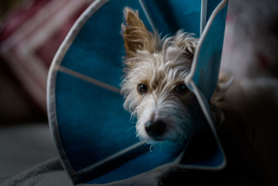 Close-up portrait of dog