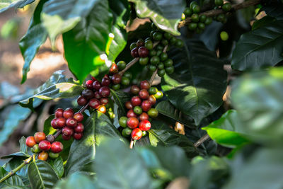 Close-up of red berries growing on tree