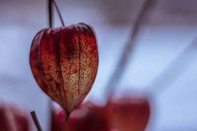 Close-up of red leaf against sky