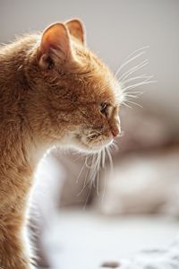 Close-up of a cat looking away