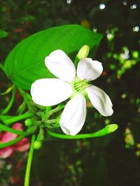 Close-up of white flowers