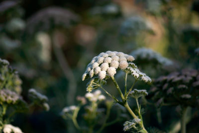 Close-up of white flowering plant