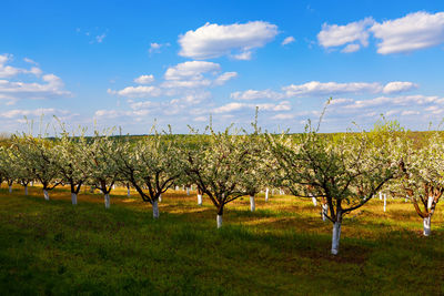 Apple garden with blooming trees
