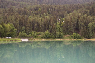 Scenic view of lake in forest