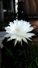 Close-up of white flower