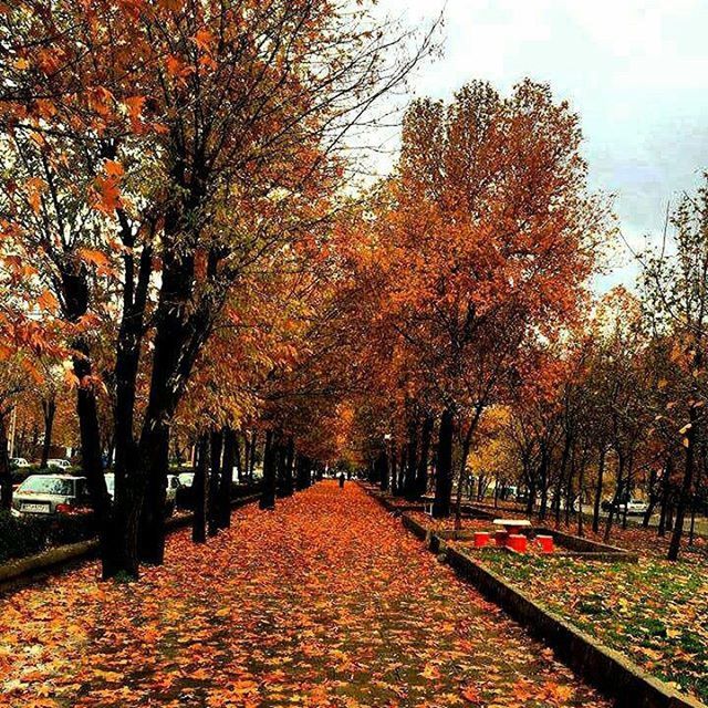 autumn, tree, change, season, the way forward, diminishing perspective, orange color, leaf, transportation, treelined, street, yellow, road, vanishing point, growth, nature, branch, footpath, fallen, beauty in nature