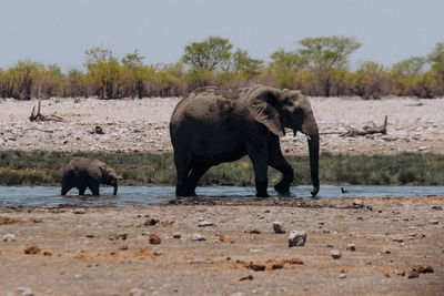 Elephant in a field