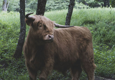 Portrait of a horse on field