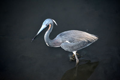 High angle view of swan in lake