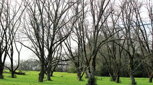 Bare trees on grassy field