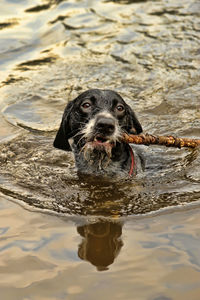 Portrait of dog swimming in lake