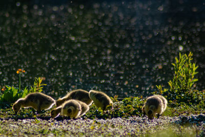 Geese in a field