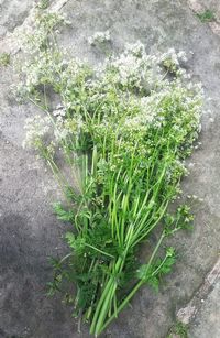 Plant growing on a tree