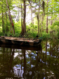 Scenic view of lake in forest
