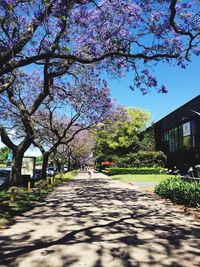 View of cherry blossom amidst trees and buildings