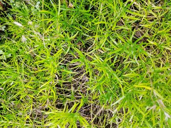 High angle view of grass growing on field
