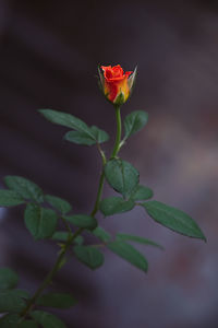 Close-up of rose plant