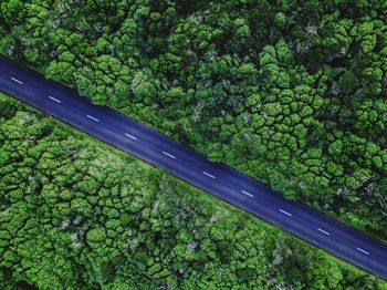 Aerial view of road amidst trees