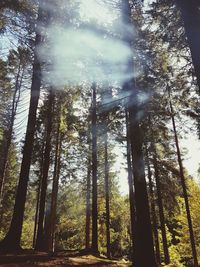 Low angle view of trees in forest