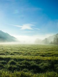 Scenic view of grassy field against sky