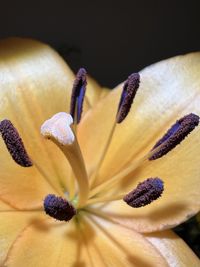 Close-up of pink flower