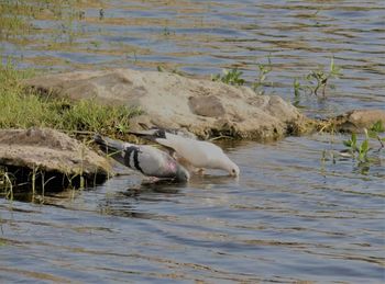 Duck in lake