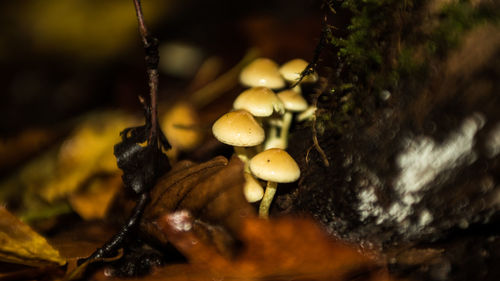 Close-up of mushrooms on water