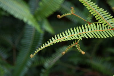 Close-up of fern leaves on tree