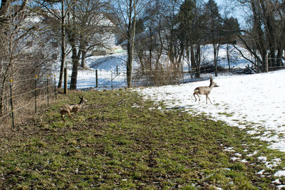 View of a horse on field