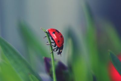 Close-up of a ladybug on stem against blurred background