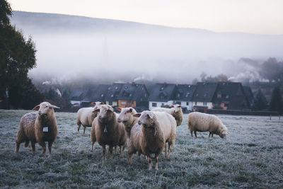 Sheep on grassy field in foggy weather during sunrise